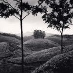 <p><b>Michael Kenna</b>, <i>Tea Estate, Study 1, Kerala, India</i>, 2008.</p>