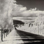 <p><b>Minor White</b>, <i>Road with Poplar Trees</i>, in the vicinity of Naples and Danseville, New York, 1955.</p>