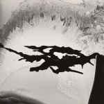 <p><b>Minor White</b>, <i>Root and Frost</i>, 1958.</p>
