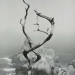 <p><b>Minor White</b>, <i>Twisted Cypress and Sea</i>, 1950.</p>