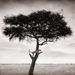<p><b>Nick Brandt</b>, <i>Cheetah in Tree, Maasai Mara</i>, 2003.</p>