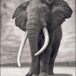 <p><b>Nick Brandt</b>, <i>Elephant on Bare Earth, Ambroseli</i>, 2011.</p>