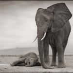 <p><b>Nick Brandt</b>, <i>Elephant Mother & Baby on Ground, Amoseli</i>, 2012.</p>
