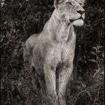 <p><b>Nick Brandt</b>, <i>Lioness Against Dark Foliage, Serengeti</i>, 2012.</p>
