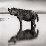 <p><b>Nick Brandt</b>, <i>Hyena in Water</i>, 2011.</p>