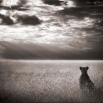 <p><b>Nick Brandt</b>, <i>Lioness Looking Out Over Plains, Masai Mara</i>, 2004.</p>