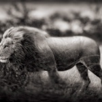 <p><b>Nick Brandt</b>, <i>Windswept Lion, Serengeti</i>, 2002.</p>