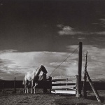 <p><b>Paul Strand</b>, <i>White Horse, Ranchos de Taos, New Mexico</i>, 1932.</p>
