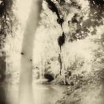 <p><b>Sally Mann</b>, <i>Untitled</i>, from the series 'Southern Landscapes', 1998.</p>