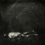 <p><b>Sally Mann</b>, <i>Untitled</i>, from the series 'What Remains', 2001.</p>