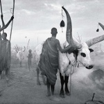 <p><b>Sebastião Salgado</b>, <i>THE DINKA OF SOUTHERN SUDAN: Cattle camp of Kei. The Dinka choose the best bulls for mating and identify them by giving a distinct shape to the animals' horns as they grow. Southern Sudan, February-March 2006.</i></p>