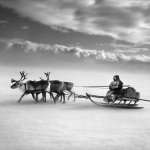 <p><b>Sebastião Salgado</b>, <i>THE NENETS: The larger sledges are driven by the women, with as many as 10 sledges forming a long caravan. The men drive smaller sledges since they go faster: it is the men's job to regroup the herd around the camp each morning and, often with the help of dogs, to keep the reindeer moving in a single direction throughout the day.Yamal Peninsula, Siberia, Russia, March-April 2011.</i></p>