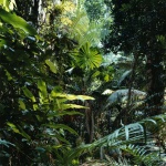 <p><b>Thomas Struth</b>, <i>Paradise 1</i>, Daintree, Australia, 1998.</p>