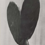 <p><b>Tina Modotti</b>, <i>Cactus</i>, 1925.</p>