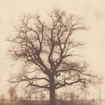 <p><b>Wiiliam Henry Fox Talbot</b>, <i>Oak Tree in Winter</i>, circa 1842-1843.</p>