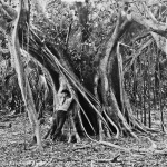 <p><b>William Henry Jackson</b>, <i>Rubber tree, Lake Worth, Florida</i>, 1890.</p>