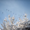 Geese flying above snowy tree