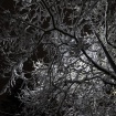 Snowy branches at night