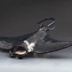 Manta ray by Charlotte Springer