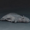 Hippo by Charlotte Springer